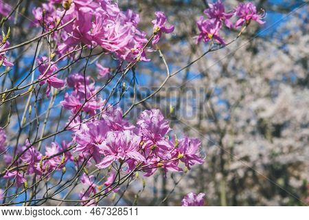 Rhododendron Dilatatum, Or Mitsuba Tsutsuji In Japanese,