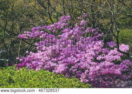 Rhododendron Dilatatum, Or Mitsuba Tsutsuji In Japanese,