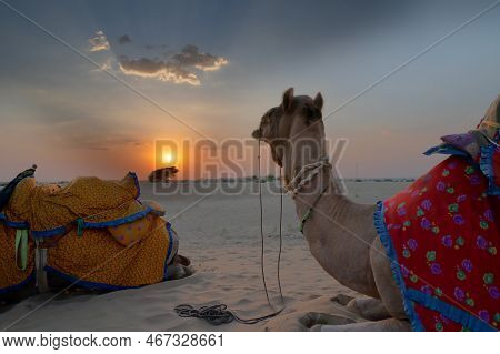 A Camel, Camelus Dromedarius, Dressed In Traditional Rajasthani Dress, At Sand Dunes Of Thar Desert,