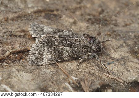 Detailed Closeup On A Poplar Grey Moth, Subacronicta Megacephala Sitting On Wood