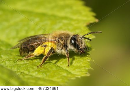 Natural Closeup On A Female Mellow Miner, Andrena Mitis Loaded With Yellow Pollen Form Willow , Sali