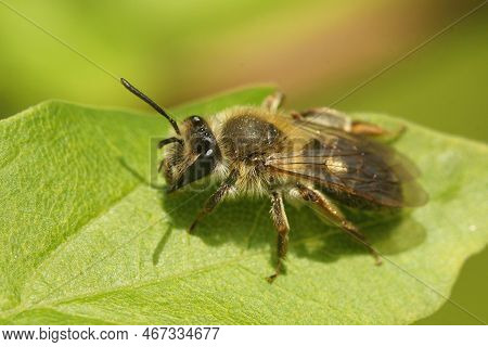 Natural Closeup On A Female Mellow Miner, Andrena Mitis Resting On A Green Leaf