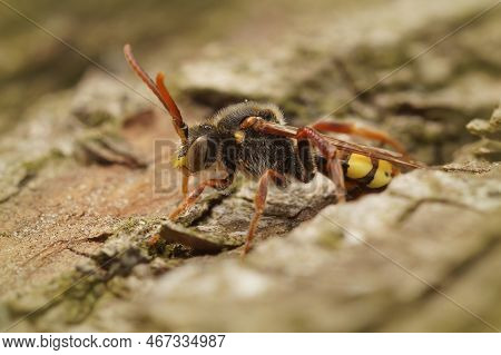 Natural Closeup On A Colorful Male Panzer's Nomada Bee, Nomada Panzeri Sitting On Wood