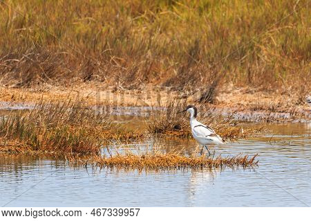 The Pied Avocet A Large Black And White Wader In The Avocet. African-eurasian Migratory Waterbirds. 