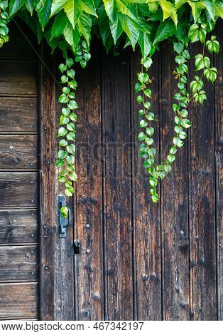 Alex, France - September 12 2020 : A Lock Of Green Ivy Is Hanging From The Roof Of An Old Historic F