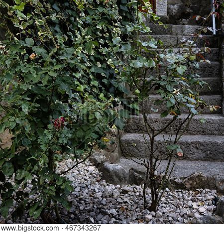 Talloires, France - September 08 2020 : A Rose Without Flowers Is Growing In The Garden Of A Medieva
