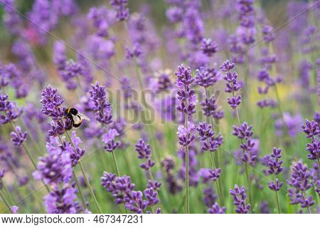 Lavender Background. Bumblebee On La Avender Flower.