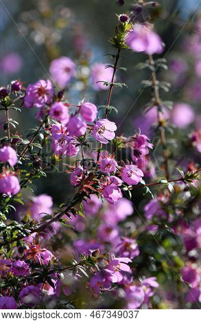Pink Flowers Of The Australian Native River Rose, Bauera Rubioides, Family Cunoniaceae, Growing In S