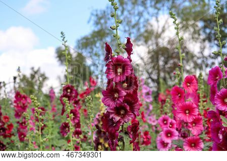 Flowering Common Hollyhock (alcea Rosea) Plants With Dark Red Flowers In Summer Garden