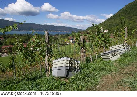 Menthon Saint Bernard, France - 17 September 2022: Wine Grapes During Harvest Are Picked Of The Plan