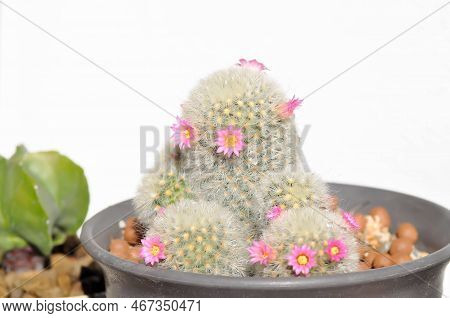 Mammillaria Carmenae ,mammillaria Or Cactus Or Succulent Or Mammillaria Carmenae With Pink Flowers