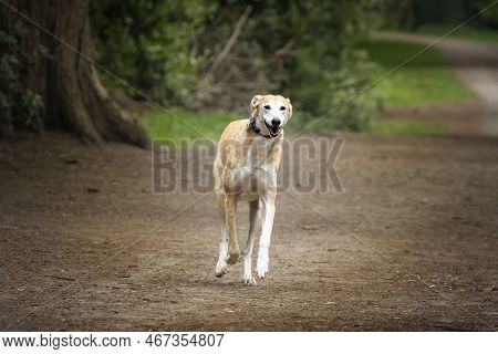 Rescue Lurcher Running Directly Towards The Camera