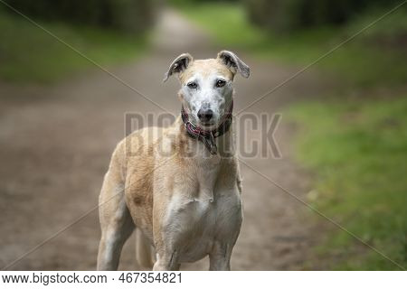 Rescue Lurcher Standing And Looking To The Camera On A Forest Path