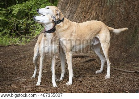 Two Rescue Lurchers Looking Towards The Left With Female On The Left And The Male On The Right