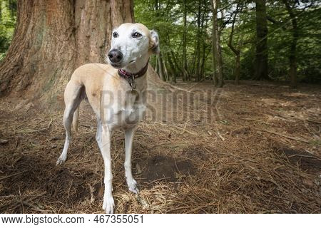 Female Rescue Lurcher Looking Forwards And Slightly Left In The Forest