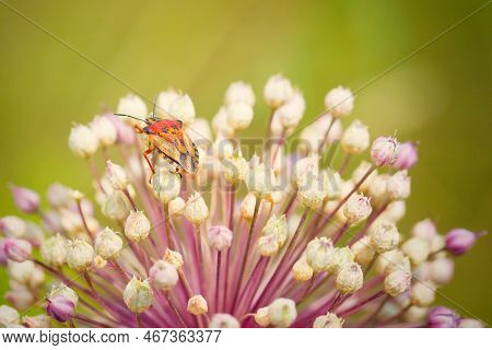 Macro Picture Of Graphosoma Carpocoris Fuscipinus On Plant On Nature Location Of Croatia, Europe