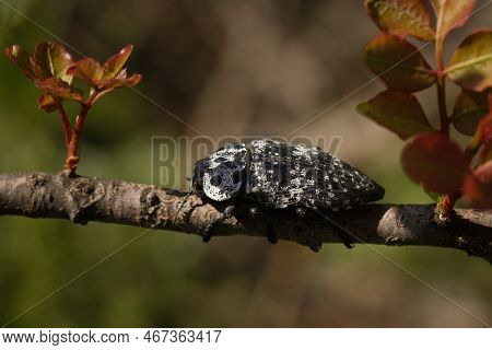 Macro Picture Of Beetle Capnodis Tenebrionis On Plant On Nature Location Of Croatia, Europe
