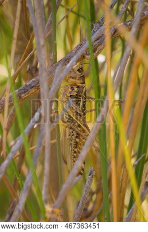 Macro Picture Of Grasshopper Locusta Migratoria On Nature Location Of Croatia, Europe