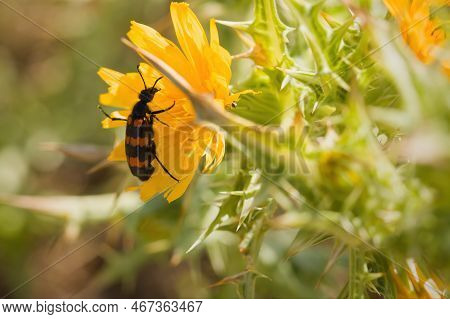 Macro Picture Of Beetle Mylabris Variabilis On Plant On Nature Location Of Croatia, Europe