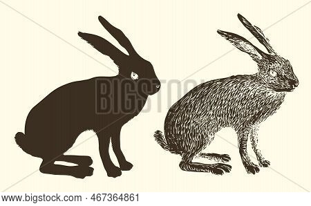 Vector Realistic Drawing Sketch Wild A Hare Tolai