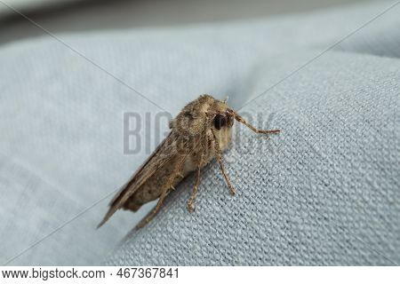 Paradrina Clavipalpis Moth With Pale Mottled Wings On White Cloth, Closeup
