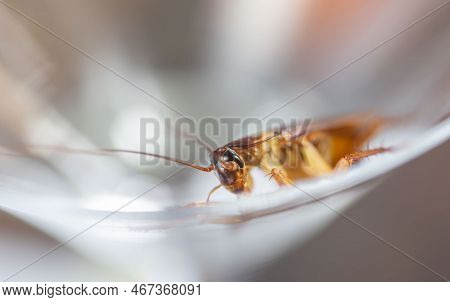 Cockroach In A Glass Of Water, Insects That Live In Homes That Are Infested And Carry Disease In Bot