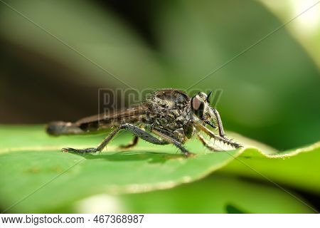 The Asilidae Are A Family Of Robber Flies, Also Called Killer Flies.