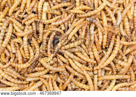 Protyn Arowana Fish Food, Dried Black Soilder Fry Larvae. Top View.