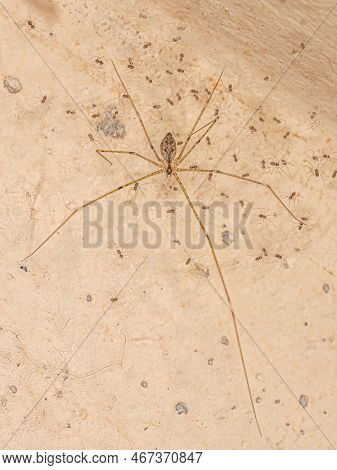 Adult Female Cellar Spider Of The Family Pholcidae