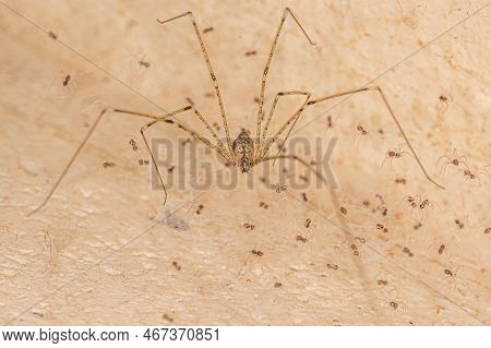 Adult Female Cellar Spider Of The Family Pholcidae