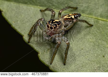 Small Jumping Spider Of The Genus Frigga