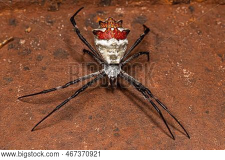 Adult Female Silver Garden Orbweaver Of The Species Argiope Argentata