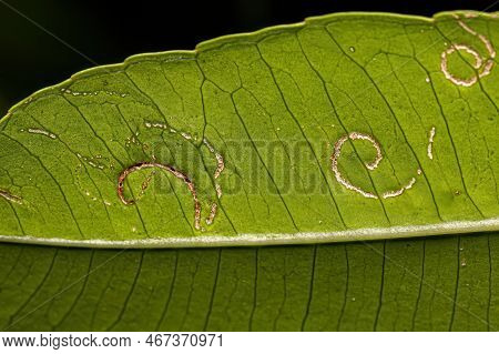 Mombins Tree Leaves Of The Genus Spondias With Damage By White Flies Insects Of The Family Aleyrodid