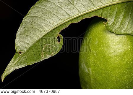 Mombins Tree Leaves Of The Genus Spondias With Damage By White Flies Insects Of The Family Aleyrodid