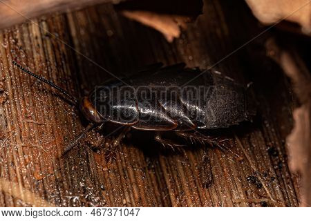 Giant Cockroach Nymph Of The Family Blaberidae