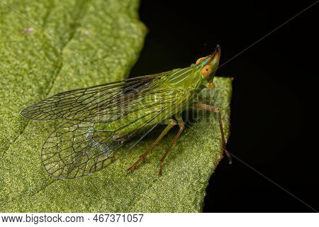 Adult Dictyopharid Planthopper Insect Of The Family Dictyopharidae