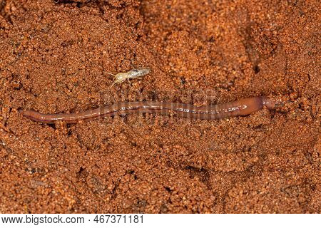 Small Earthworm Arthropod Of The Subclass Oligochaeta