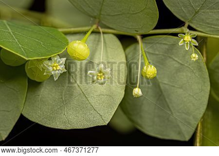 Small Wind Plant Of The Species Phyllanthus Orbiculatus