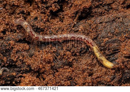 Small Earthworm Arthropod Of The Subclass Oligochaeta