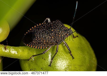 Adult Stink Bug Of The Species Pellaea Stictica