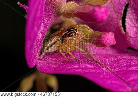 Small Jumping Spider Of The Genus Frigga