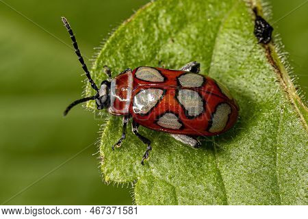 Adult Flea Beetle Of The Species Omophoita Argus