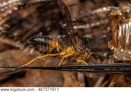 Adult Gregarious Paper Wasp Of The Species Agelaia Pallipes