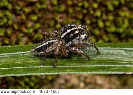 Adult Male Jumping Spider Of The Genus Freya