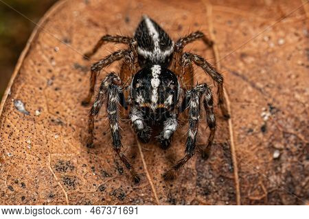 Adult Male Jumping Spider Of The Genus Freya