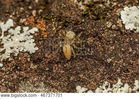 Small Jumping Spider Of The Subfamily Salticinae