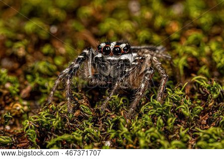 Adult Male Jumping Spider Of The Genus Freya