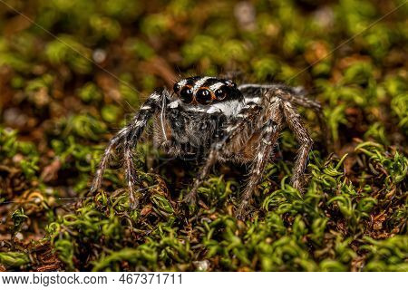 Adult Male Jumping Spider Of The Genus Freya