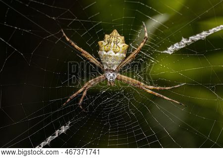 Adult Female Silver Garden Orbweaver Of The Species Argiope Argentata