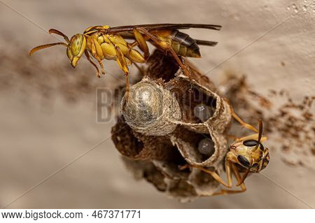 Adult Long-waisted Paper Wasp Of The Genus Mischocyttarus